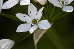 Allium subhirsutum