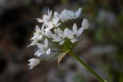 Allium subhirsutum