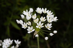 Allium subhirsutum
