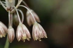 Allium tenuiflorum