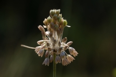 Allium tenuiflorum