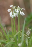 Allium triquetrum