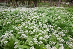 Allium ursinum