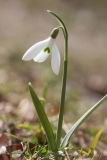 Galanthus nivalis