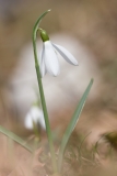Galanthus nivalis