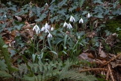 Galanthus nivalis