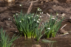 Leucojum aestivum