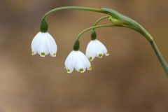 Leucojum aestivum