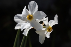 Narcissus poeticus
