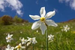Narcissus poeticus