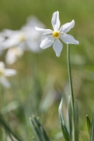 Narcissus poeticus