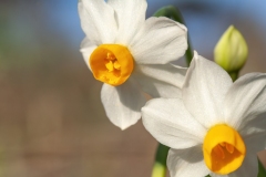 Narcissus tazetta