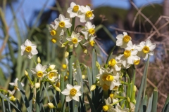 Narcissus tazetta