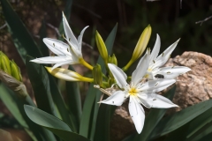 Pancratium illyricum
