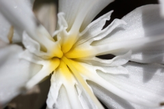 Pancratium illyricum