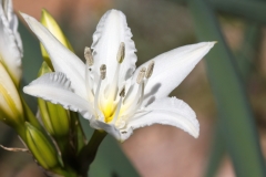 Pancratium illyricum