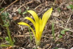 Sternbergia colchiciflora
