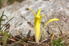 Sternbergia colchiciflora