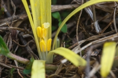 Sternbergia colchiciflora
