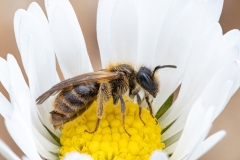 Andrena sp