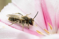 Andrena sp