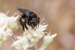 Andrena sp