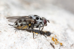 Anthomyia pluvialis