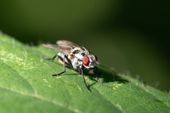 Anthomyia sp