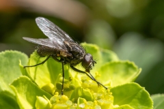 Anthomyiidae