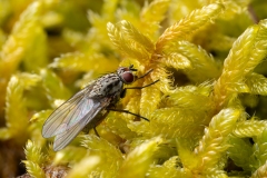 Anthomyiidae (April 2026, 867 m asl, Abruzzo, Italy)