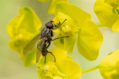 Anthomyiidae (April 2026, 946 m asl, Abruzzo, Italy)