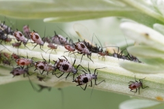 Macrosiphoniella sp