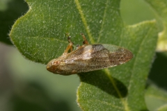 Aphrophora alni