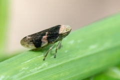 Philaenus spumarius