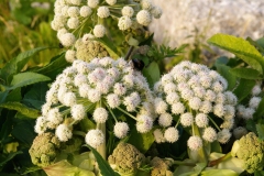 Angelica sylvestris
