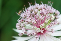 Astrantia major