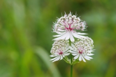 Astrantia major