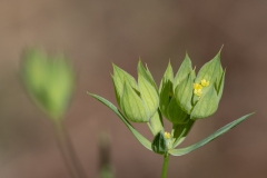 Bupleurum baldense