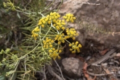 Bupleurum handiense