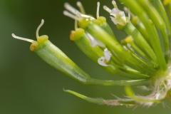 Chaerophyllum aureum