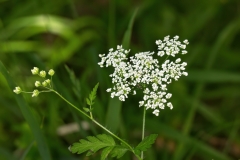 Chaerophyllum temulum