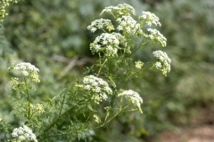 Conium maculatum