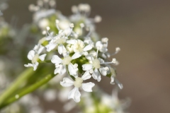Conium maculatum