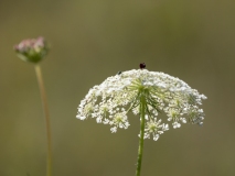 Daucus carota