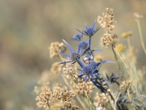 Eryngium amethystinum