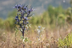 Eryngium amethystinum
