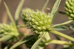 Eryngium campestre
