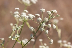 Seseli sp