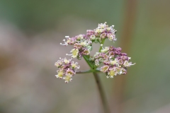 Trinia dalechampii