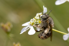 Anthophora crinipes